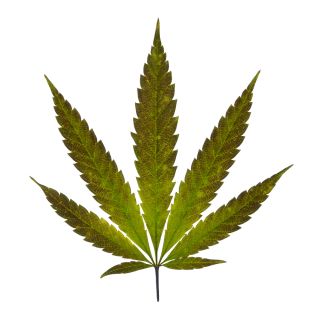 cannabis.jpg (2)